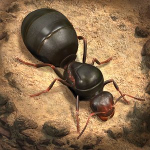The Ants: Underground Kingdom — 500 Ant Coins
